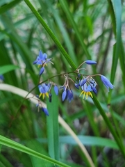 Dianella caerulea producta