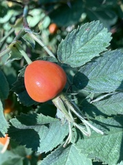 Rosa glauca