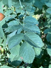 Rosa glauca
