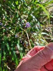 Dianella caerulea producta