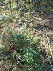 Dianella caerulea producta