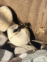 Sceliphron caementarium