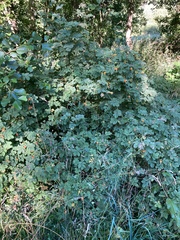 Rosa glauca