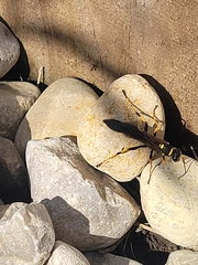 Sceliphron caementarium