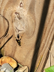 Sceliphron caementarium