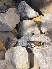 Sceliphron caementarium