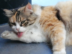 Felis catus