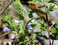 Scutellaria yezoensis