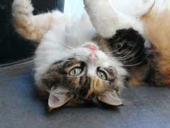 Felis catus