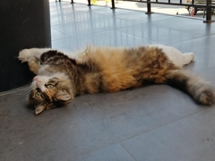 Felis catus