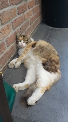 Felis catus