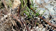 Scutellaria yezoensis