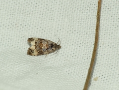 Endothenia marginana