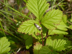 Notocelia incarnatana