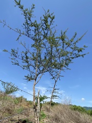 Havardia acatlensis