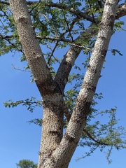 Havardia acatlensis