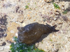Aplysia punctata