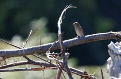 Carpodacus erythrinus grebnitskii