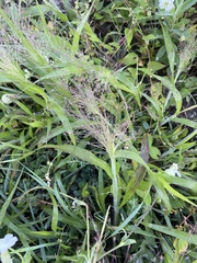 Panicum philadelphicum