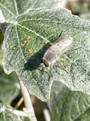 Acrosathe annulata