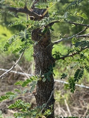 Havardia acatlensis