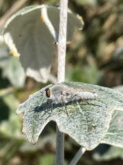 Acrosathe annulata