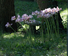 Lycoris squamigera