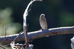 Carpodacus erythrinus grebnitskii