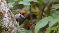 Synallaxis ruficapilla