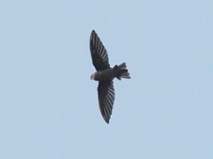 Aerodramus germani