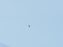 Aerodramus germani