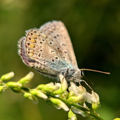 Polyommatus icarus