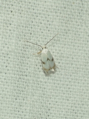 Pseudopostega crepusculella