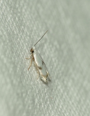 Pseudopostega crepusculella