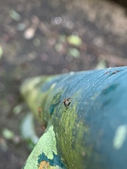Salticinae