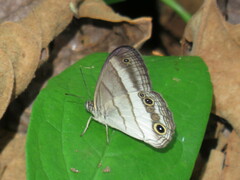 Euptychoides laccine