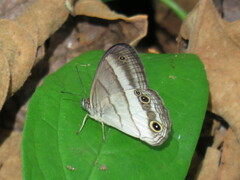 Euptychoides laccine