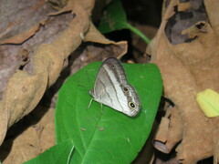 Euptychoides laccine