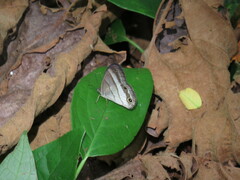 Euptychoides laccine