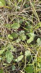 Hermannia procumbens