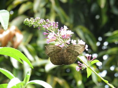 Achlyodes