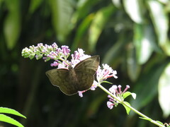 Achlyodes
