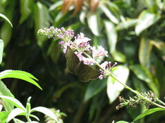 Achlyodes