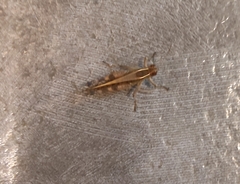 Shirakiacris shirakii