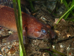 Ulvaria subbifurcata
