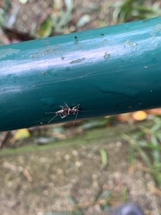 Mogoplistidae