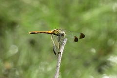 Sympetrum risi