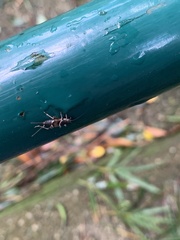 Mogoplistidae