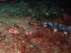 Ulvaria subbifurcata