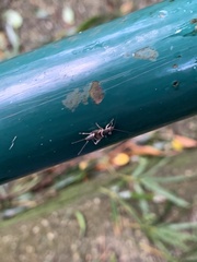 Mogoplistidae